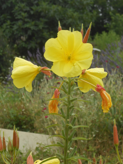 grandes fleurs jaunes au jardin : l'onagre