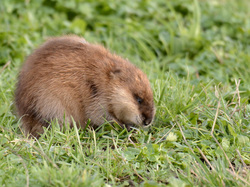 Pas d'Opéra... mais musqué, voici le petit rat