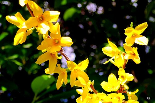 Le forsythia : des feurs jaunes !