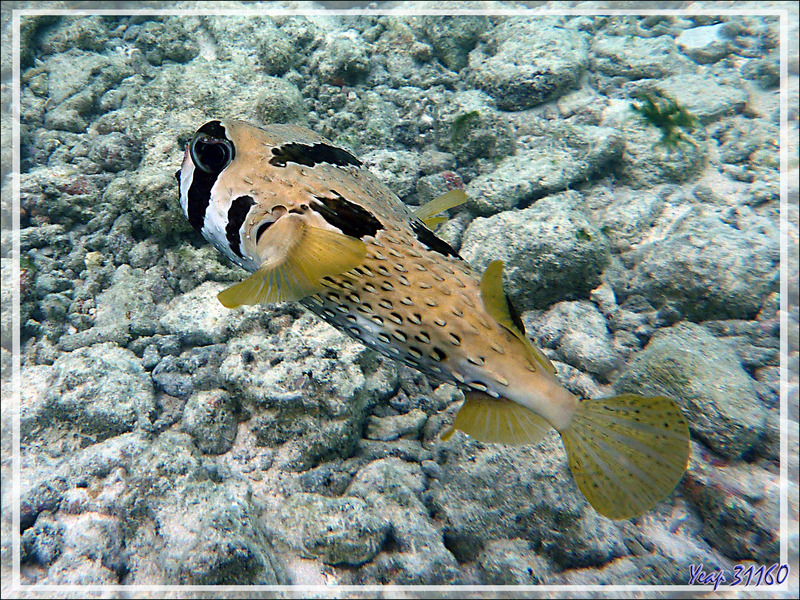 Poisson porc-épic à taches auréolées ou Diodon à taches auréolées, Black-blotched porcupinefish (Diodon liturosus) - Moofushi - Atoll d'Ari - Maldives