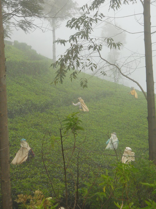 Sri Lanka - Plantation Lipton - 2/2 -