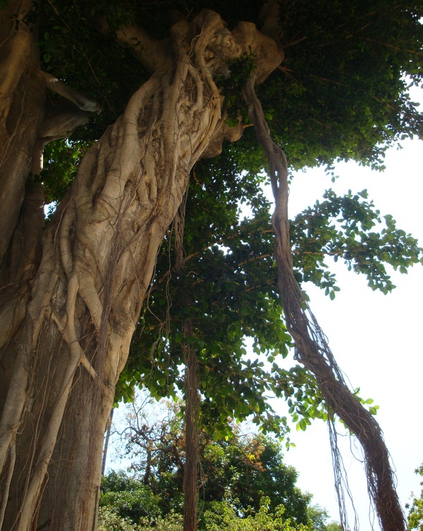 Palerme, le jardin botanique.