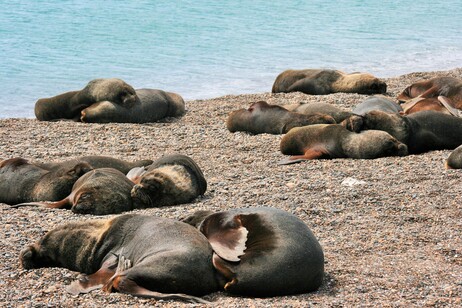 LIONS DE MER