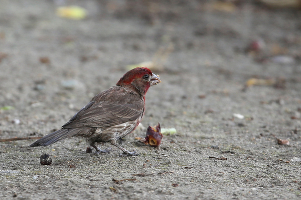 House Finch - Long Beach