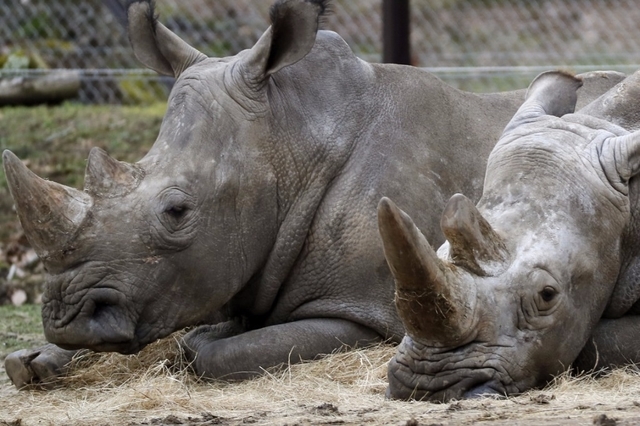 En 2016, 1054 rhinocéros ont été tués.