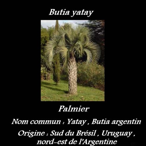 Butia yatay 