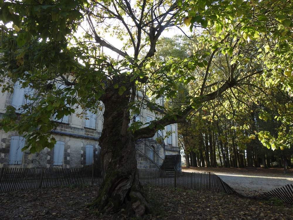 Le catalpa et le noyer noir du parc Treulon à Bruges...