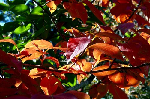 Le plaqueminier : ses feuilles et ses fruits