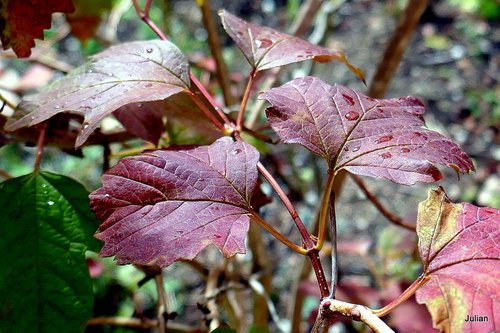 Feuilles rouges