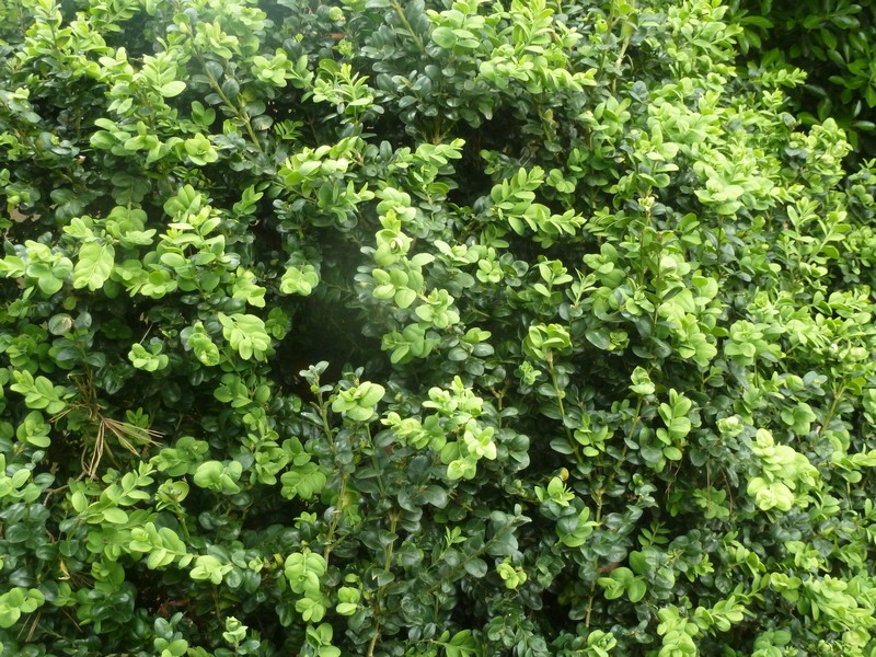 L'arbuste des Rameaux" .... - cheznous62