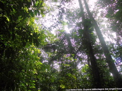 La Montagne des singes/ Guyane