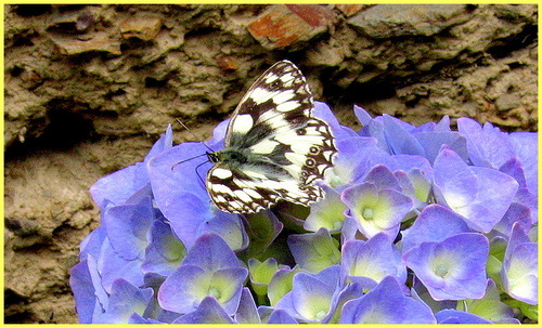 L'été au jardin