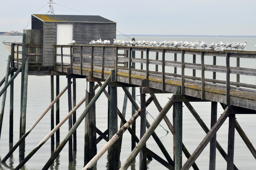 Carrelets et mouettes....