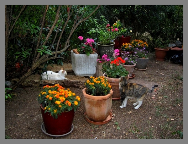 Le Jardin du Maquis vs le Jardin de Claude Monet