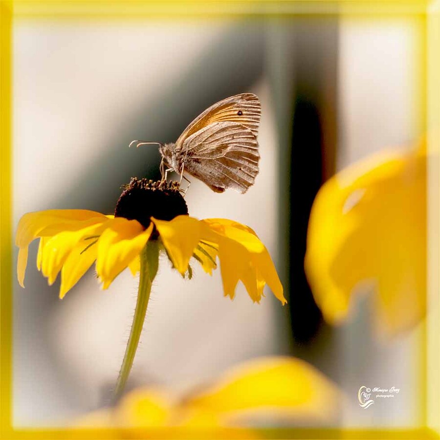 papillon Amaryllis