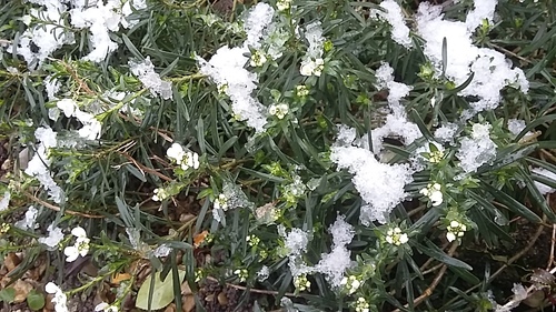 neige en région parisienne.... 