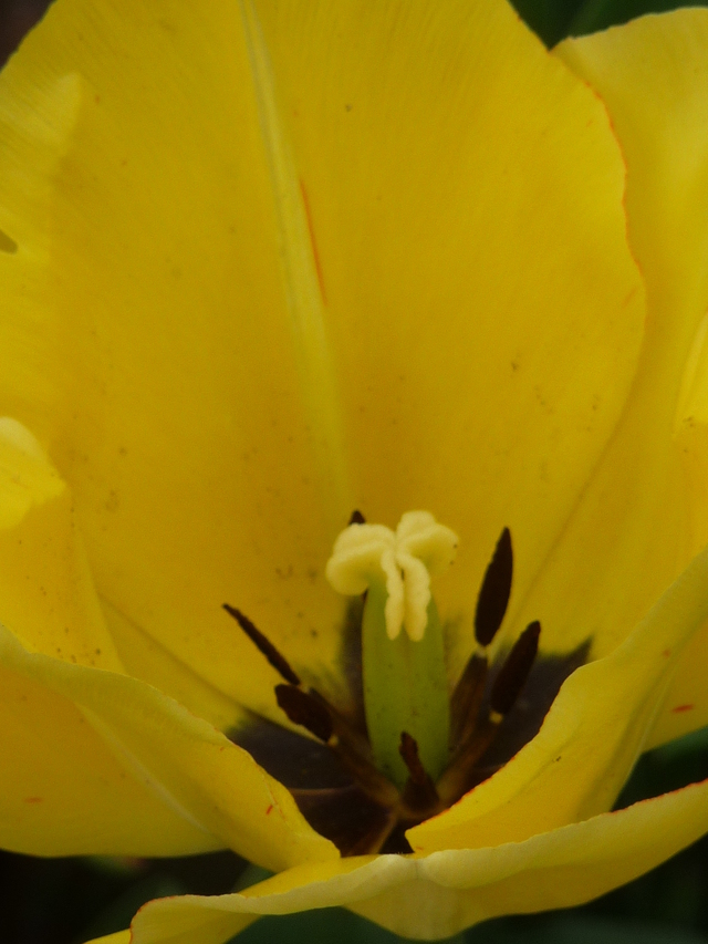 Blog de turlututu : mimipalitaf et ses photos, le temps des tulipes,