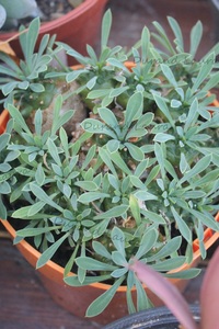 Euphorbia Japonica - 2015