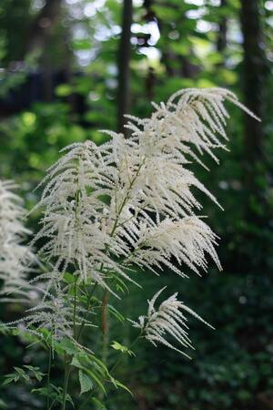 Aruncus Barbe de bouc