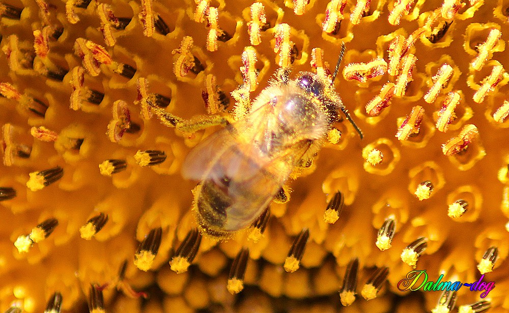 les abeilles aiment les tournesols