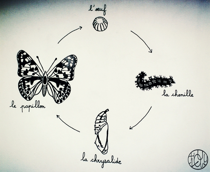 Défi gravure 3/12 - Le cycle du papillon en tampons 