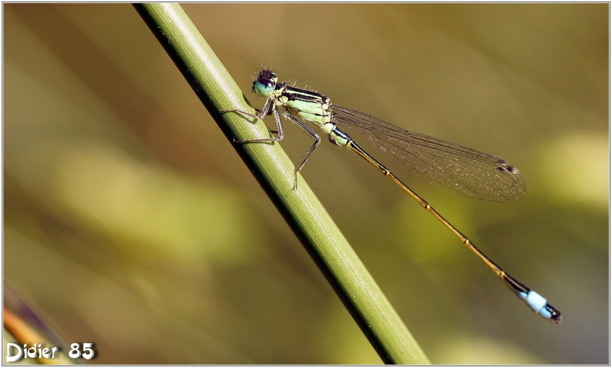 Agrion Elégant (1) - Ischnura elegans