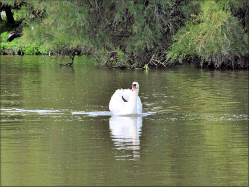 Cygne Tuberculé - Marais aux Oiseaux