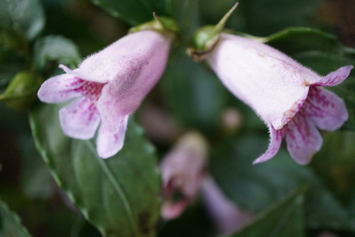 Hemiboea subcapitata