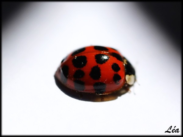 Insectes-2-4707-coccinelle.jpg
