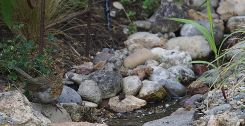 Devinez qui prend son bain !