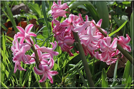 Petites touffes printanières au jardin