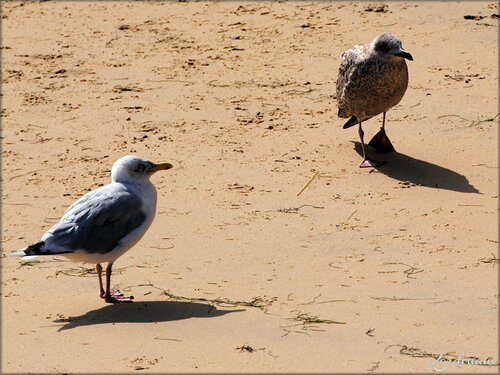 Oiseaux marins du Bassin d'Arcachon (Cap Ferret)