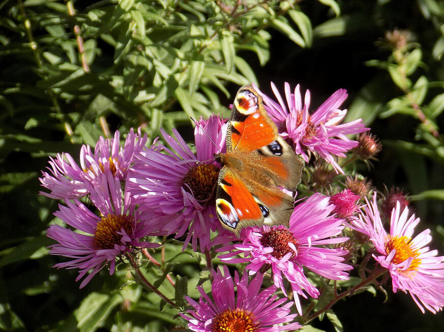 Des ailes dans le jardin