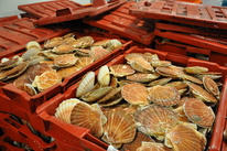 Coquilles St-Jacques - Comment les ouvrir et les nettoyer ?