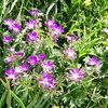 Géranium des bois (Geranium sylvaticum)