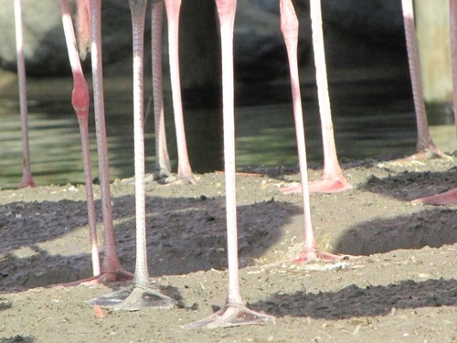 ... flamants roses...