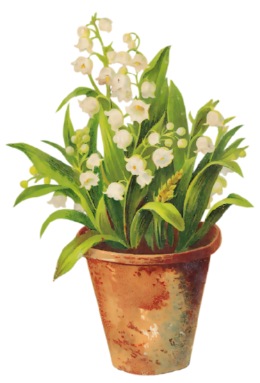 muguet du 1 mai !  4