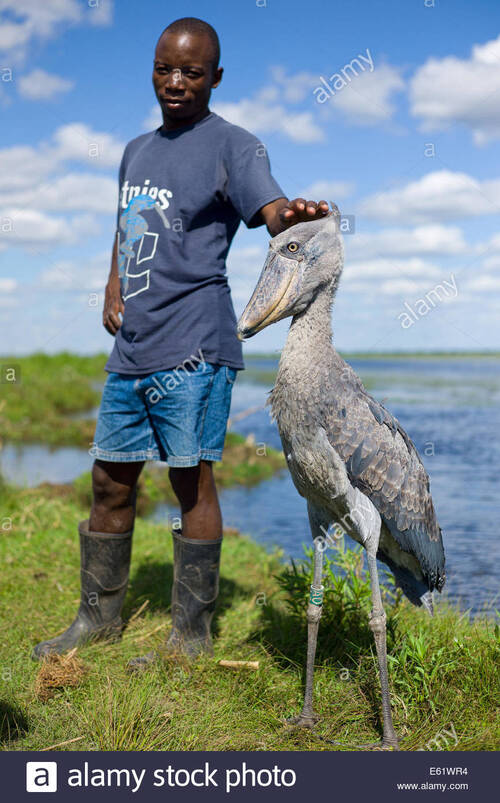 Bec-en-sabot du Nil (Shoebill) (Oiseaux)