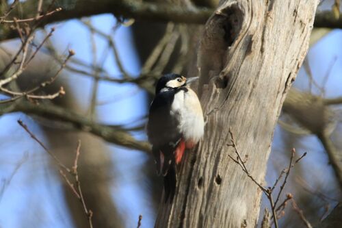 Pic Epeiche (Great Spotted Woodpecker)