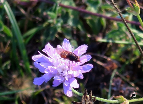 Rhingie champêtre (Rhingia campestris) 