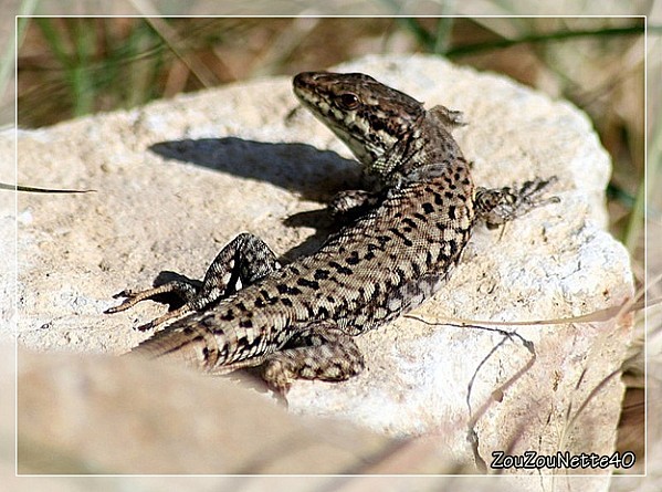 LEZARD-N--12-.jpg