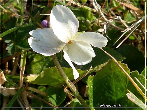 Violette blanche