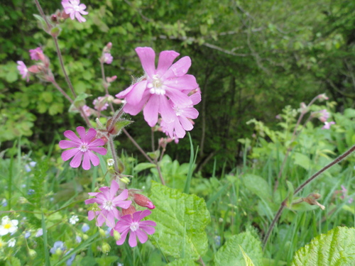 Fleurs roses