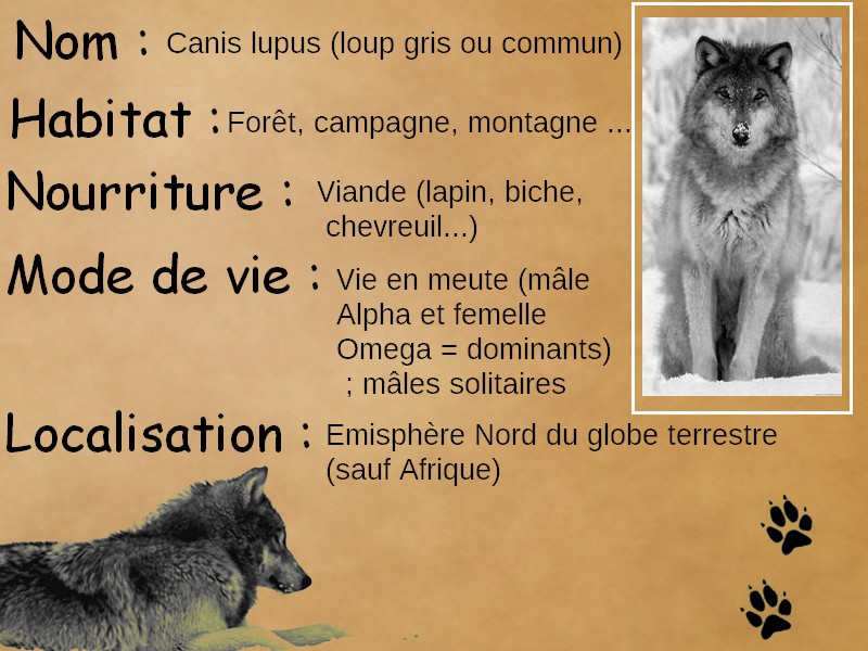 Caractéristiques et description du Loup Gris