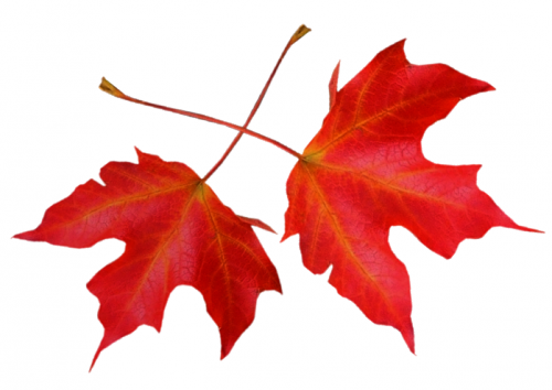 Tubes png feuilles