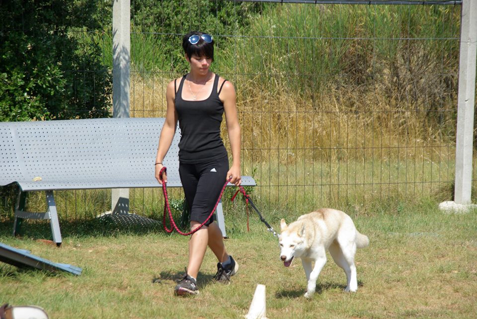 dresser son chien à la marche en laisse