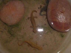 Les salamandres de Mylène