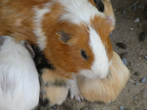 Zoo La Boissière Du Doré