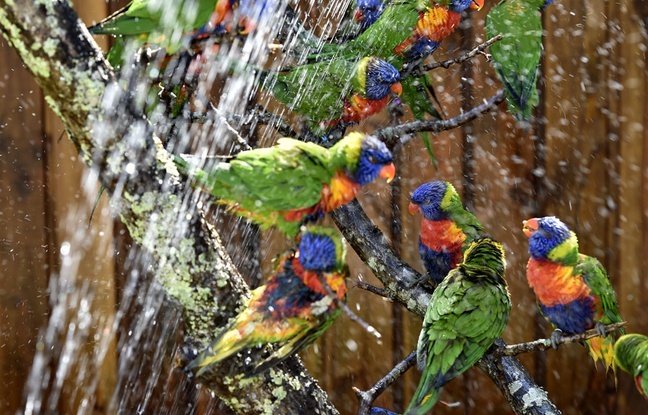 Une volière avec 80 perroquets de l'espèce  rainbow lorikeet a été installée au zoo de Bordeaux-Pessac
