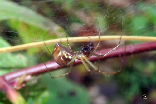 Linyphiidae 